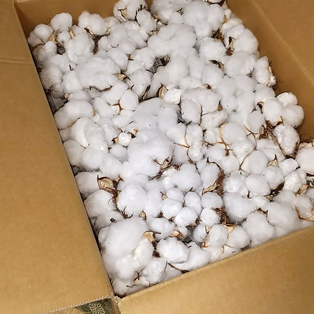 収穫したばかりの綿花