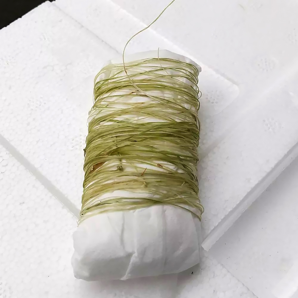 苧麻（ちょま）の繊維から作った糸